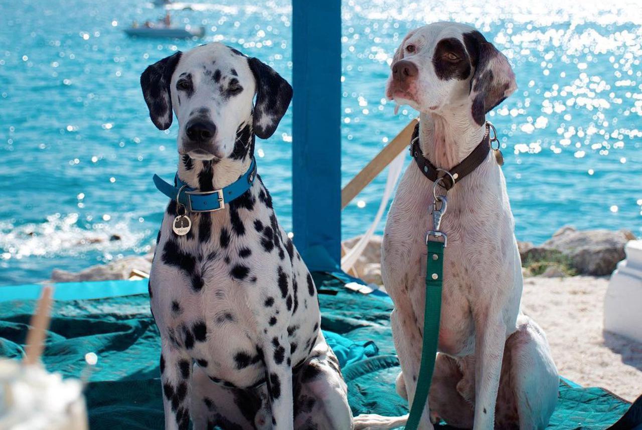 A Haven for Your Four-Legged Best Friends